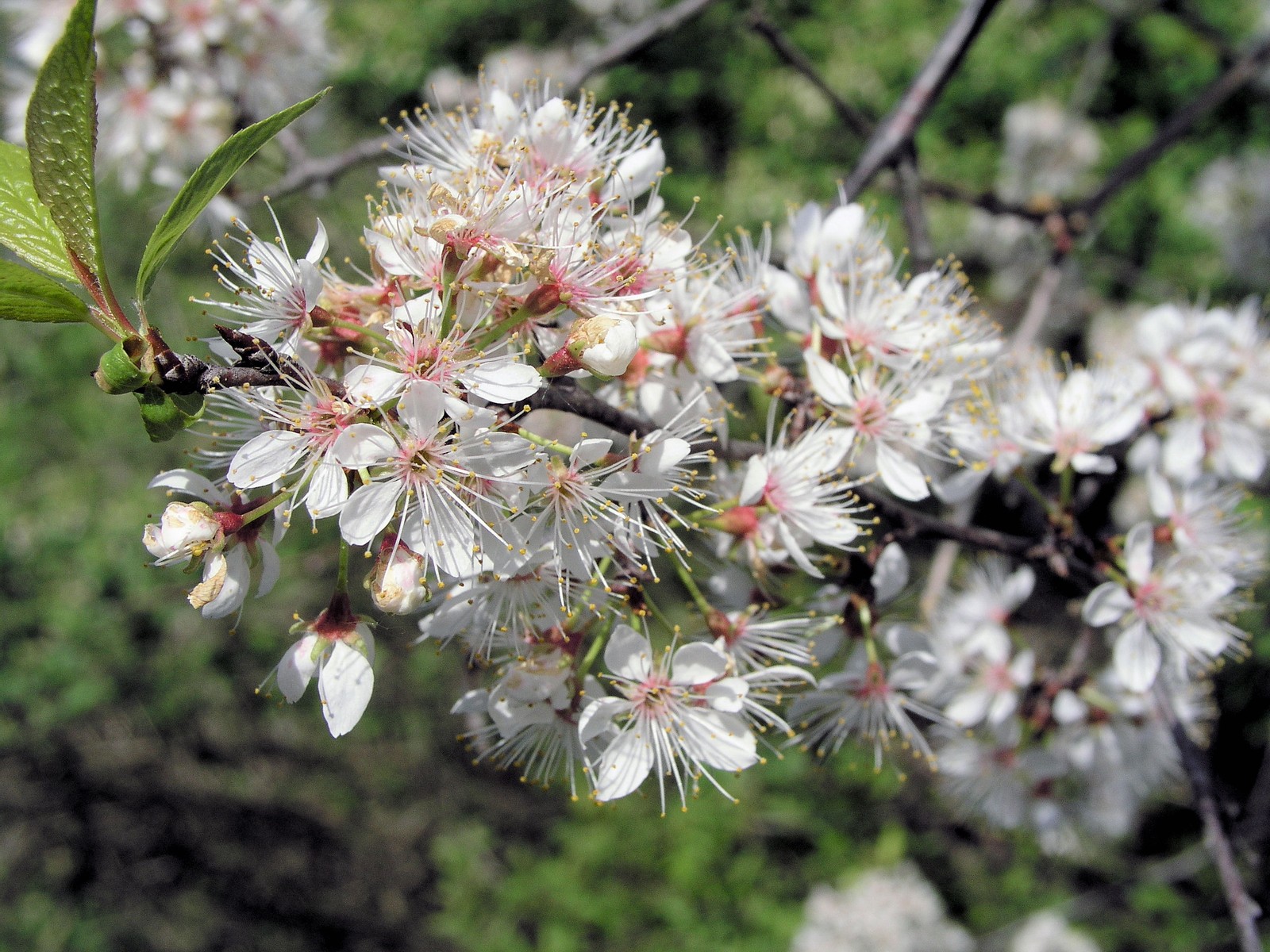 /wild flowers/trees_and_shrubs/cherry/choke cherry/